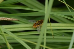 Parhelophilus obsoletus