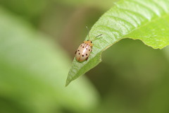 Walterianella durangoensis