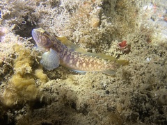Rathbunella hypoplecta
