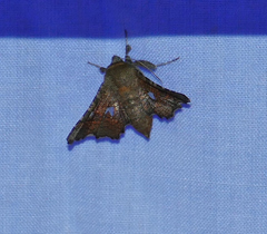 Dysodia granulata
