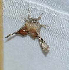 Dysodia granulata