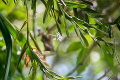 Epidendrum flexuosum