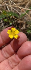 Potentilla luteosericea