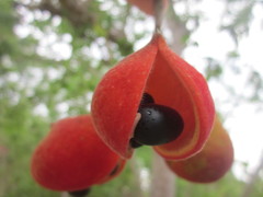 Sterculia ceramica