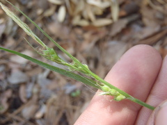 Carex leucodonta