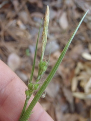 Carex leucodonta
