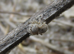 Attulus distinguendus