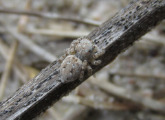 Attulus distinguendus