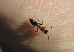 Methocha articulata