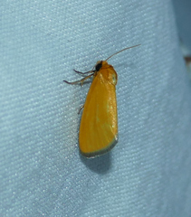 Eulithosia composita