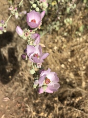 Malacothamnus fasciculatus nuttallii