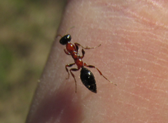 Methocha articulata