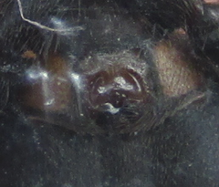 Zelotes subterraneus