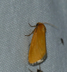 Eulithosia composita