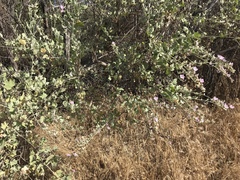 Malacothamnus fasciculatus nuttallii