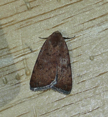 Micrathetis