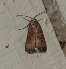 Micrathetis