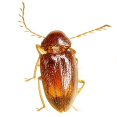 Ptilodactyla hyperglotta