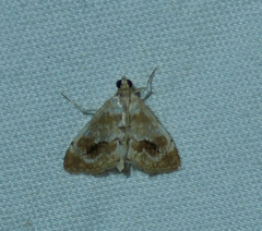 Evergestis lunulalis