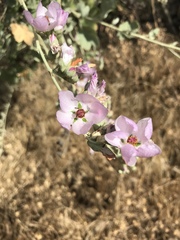 Malacothamnus fasciculatus nuttallii