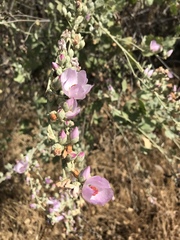 Malacothamnus fasciculatus nuttallii