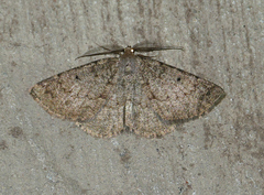 Somatolophia pallescens