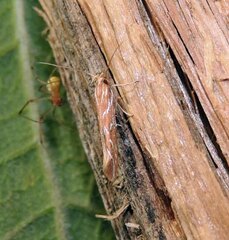 Pyroderces argyrogrammos