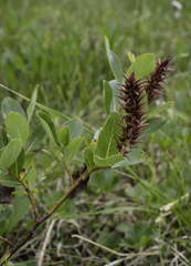 Salix commutata