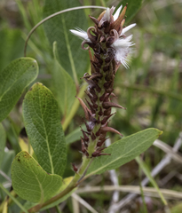 Salix commutata