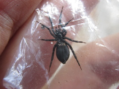 Zelotes subterraneus