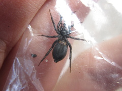 Zelotes subterraneus