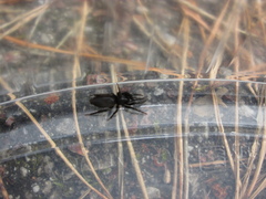 Zelotes subterraneus