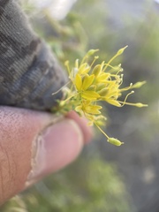 Cleomella plocasperma