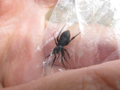 Zelotes subterraneus