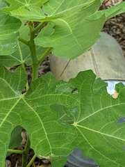 Parancistrocerus fulvipes