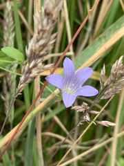 Campanula californica