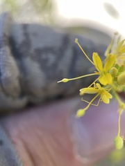 Cleomella plocasperma