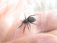 Zelotes subterraneus