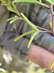 Cleomella plocasperma