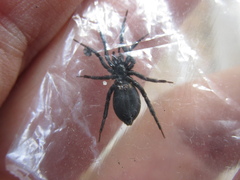 Zelotes subterraneus