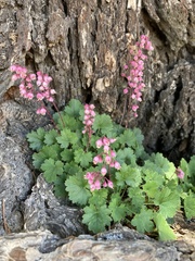 Heuchera pulchella