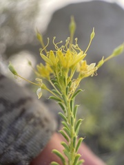 Cleomella plocasperma