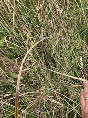 Campanula californica
