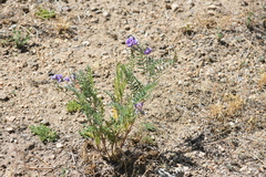 Astragalus gruinus