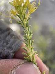 Cleomella plocasperma