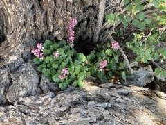Heuchera pulchella