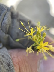 Cleomella plocasperma