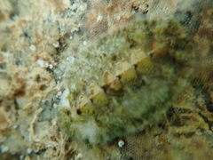 Acanthochitona fascicularis
