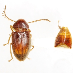 Ptilodactyla hyperglotta