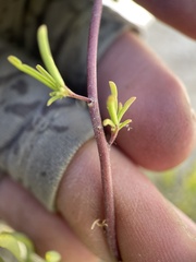 Cleomella plocasperma